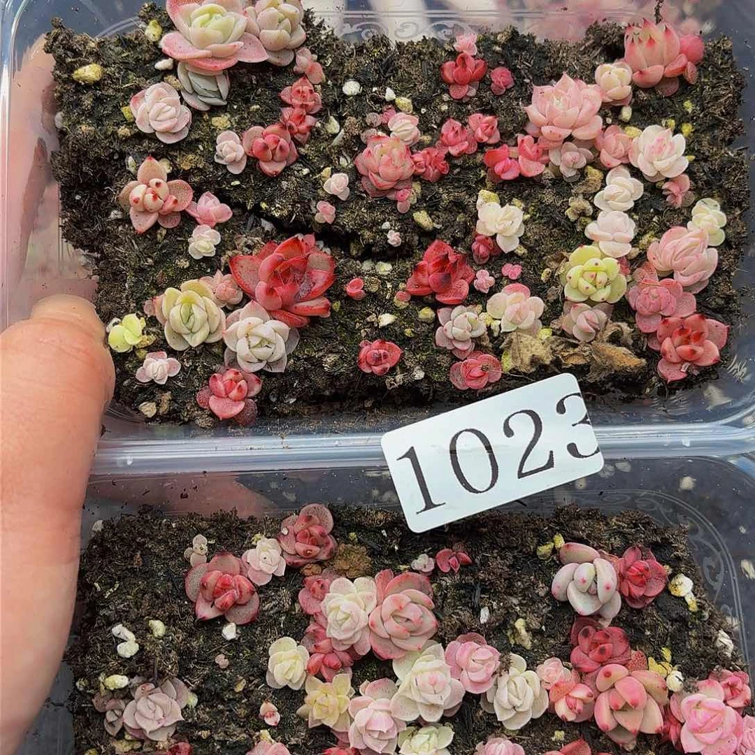 多肉植物多肉植物1023