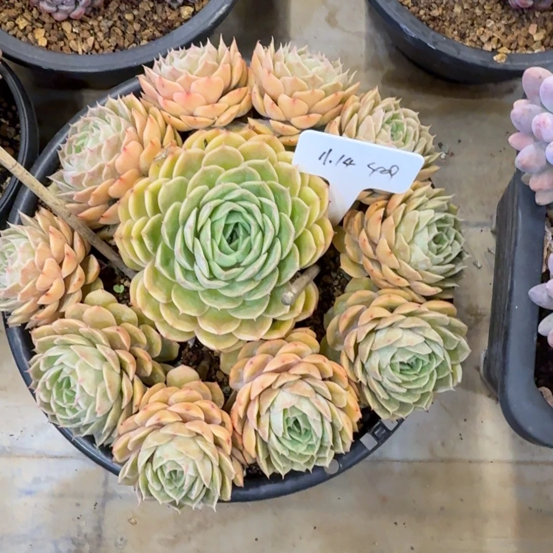 无***刚一物一拍昂斯诺捧花409