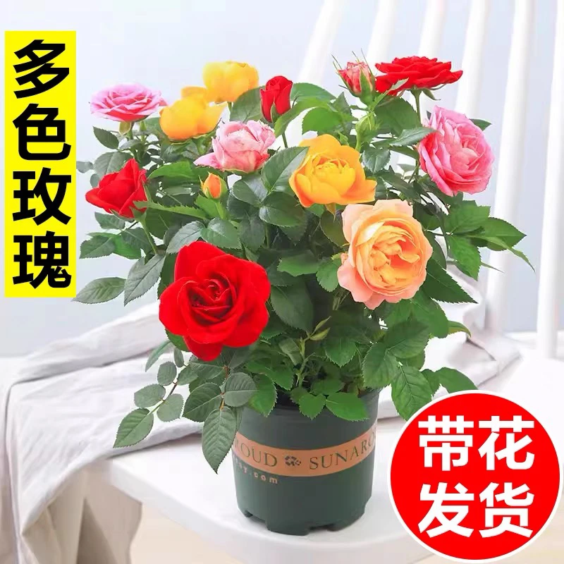 多色玫瑰花盆栽阳台庭院四季开花植物大苗月季带花苞室内真花盆景