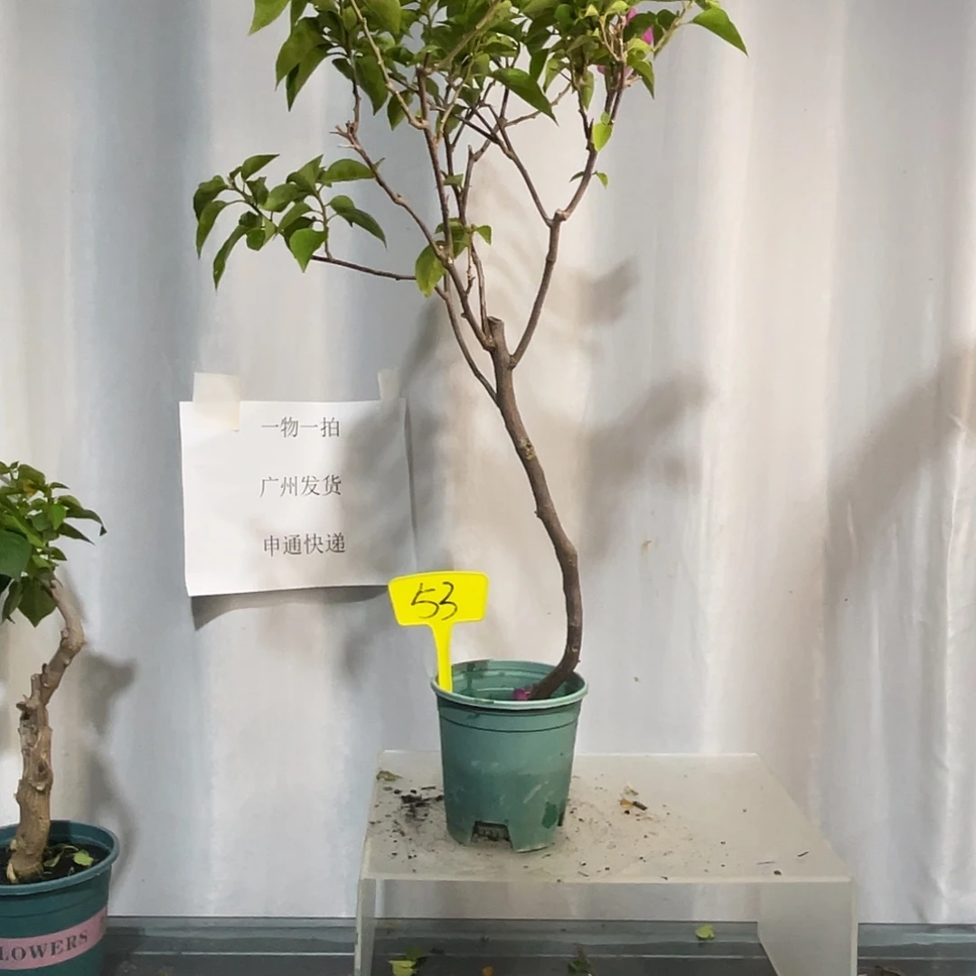 菜***枚当前无花栽培后可以开花53同安红