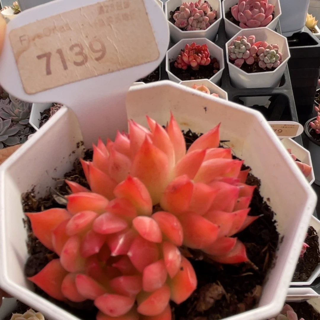 安吉拉7139-5.5厘米