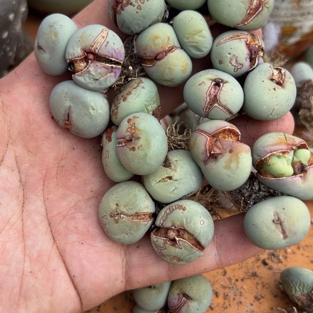 8-45量拍3头红嘴一颗