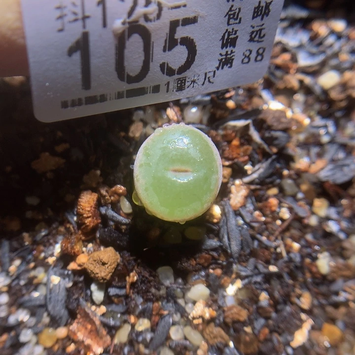 精品生石花125.105安格