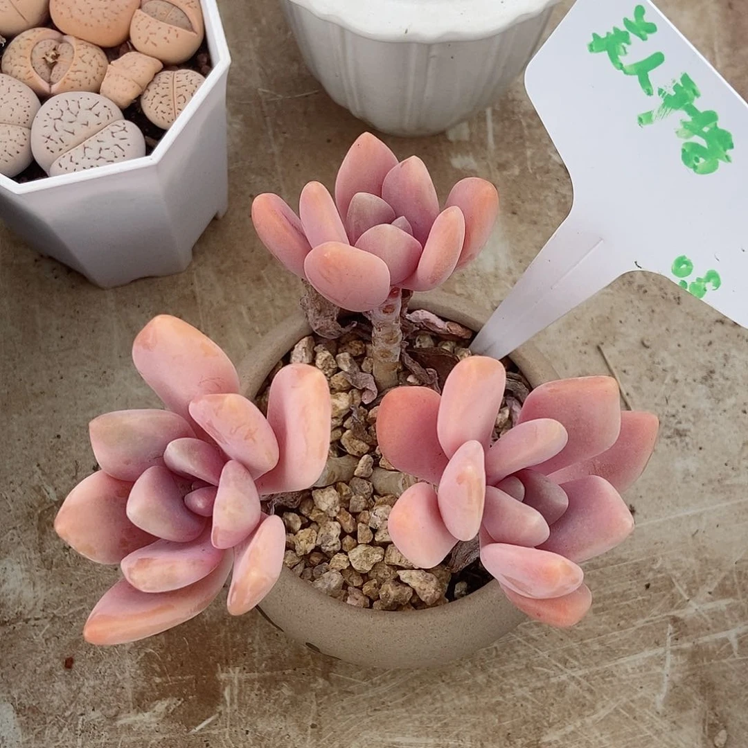 美人手指三头一物一拍