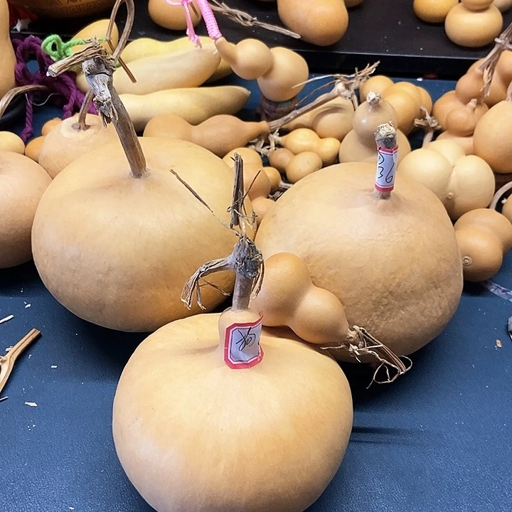狗砸妹妹恭喜发财