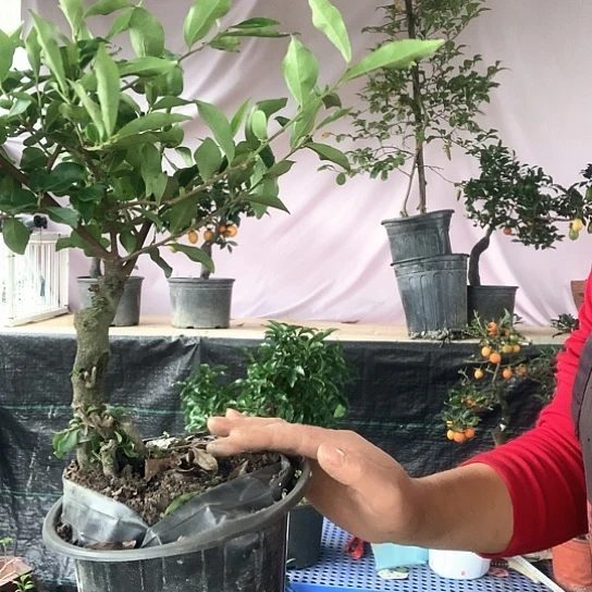 无花朵胭脂算盘。