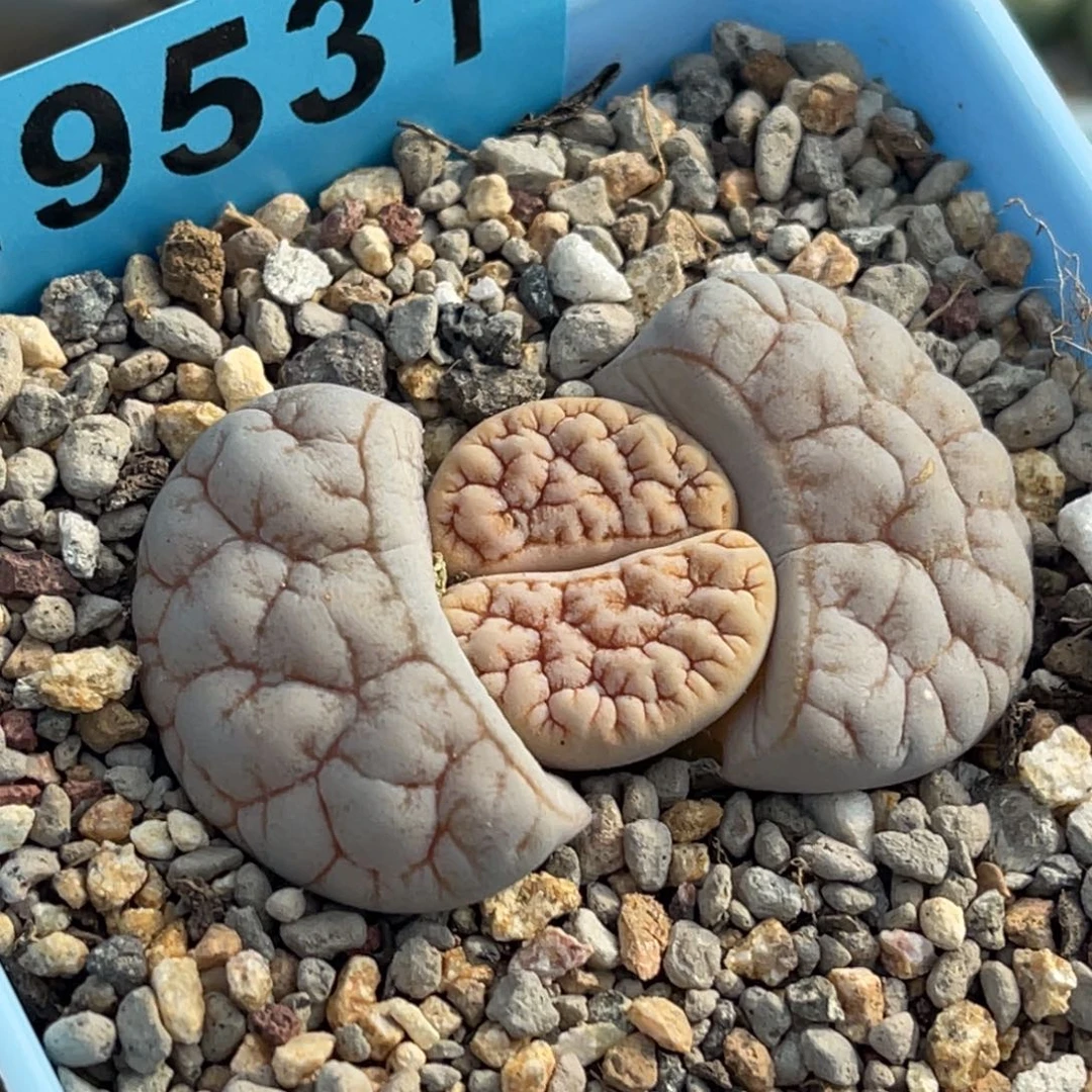 9531凹凸脑纹189一颗