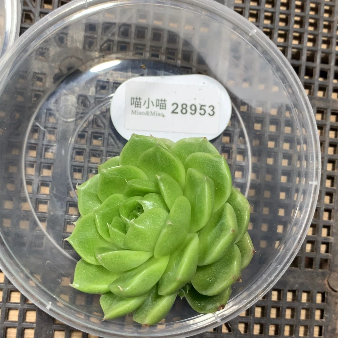 多肉植物麦秆珍妮