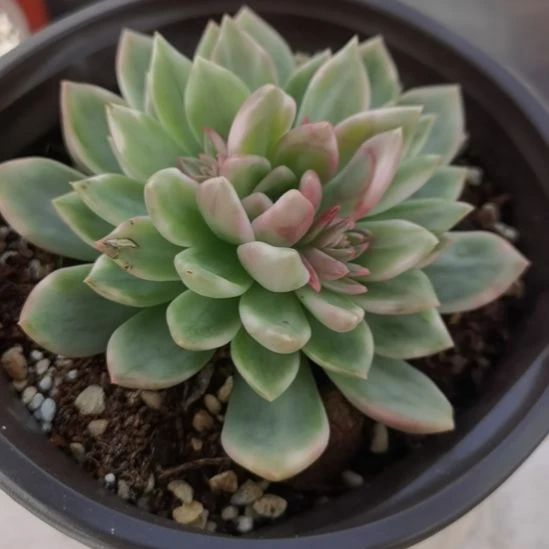 玫瑰橙白覆轮小群带根