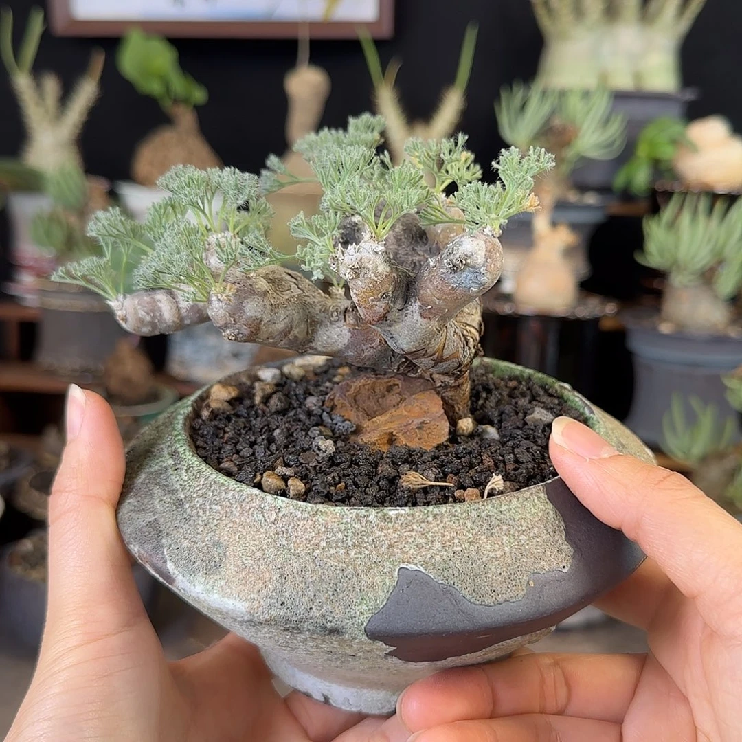 一物一拍冬型种黑皮月界05