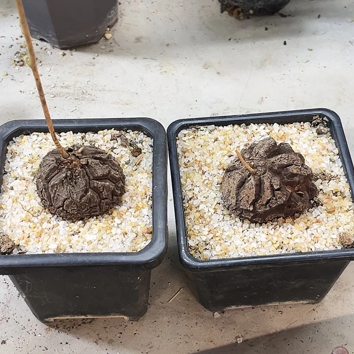 仙****爱墨西哥龟甲龙两颗