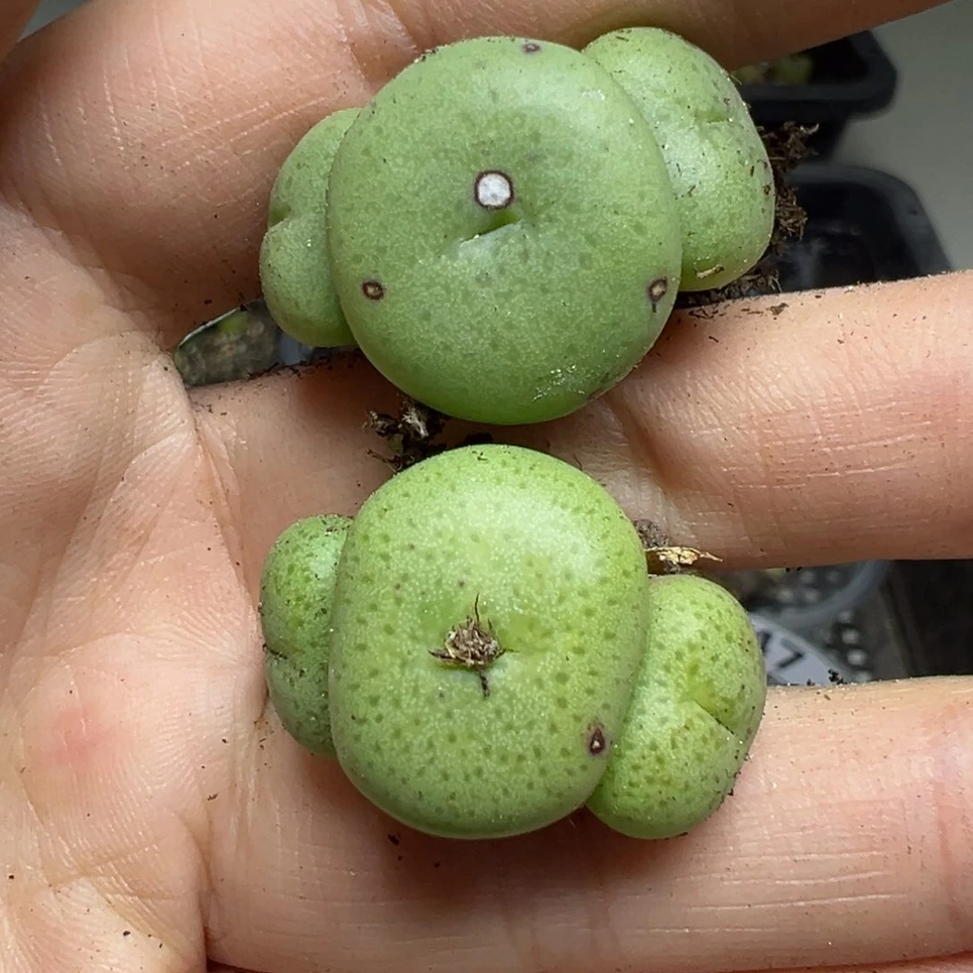 【闪购商品】848……