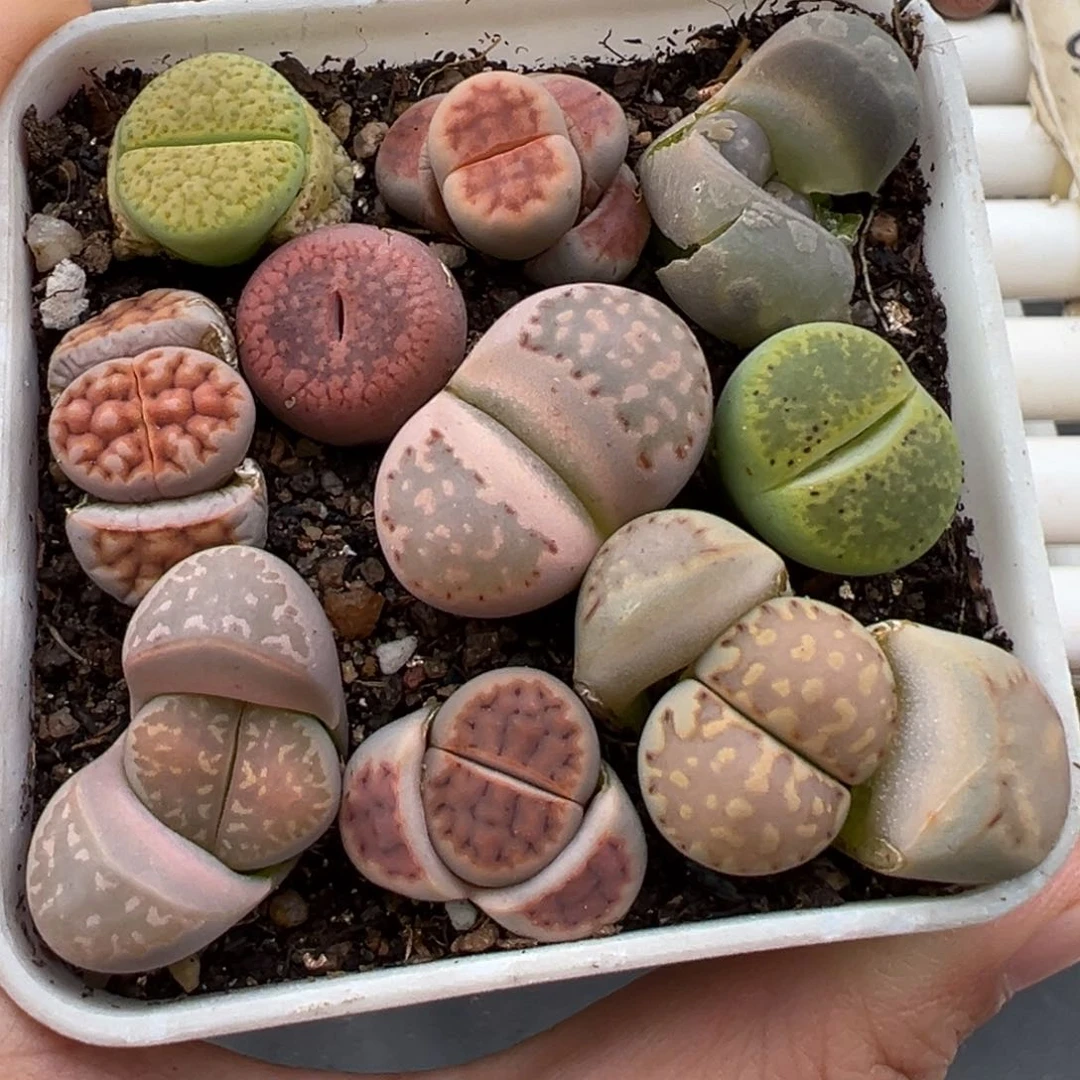 2.5好看的多肉脱土发货821