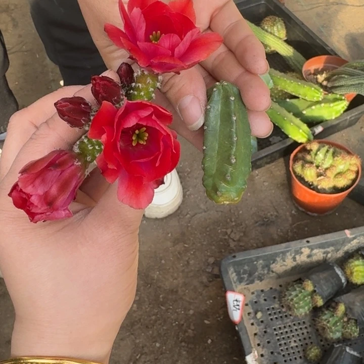 249桃太郎无根侧牙4公分左右软