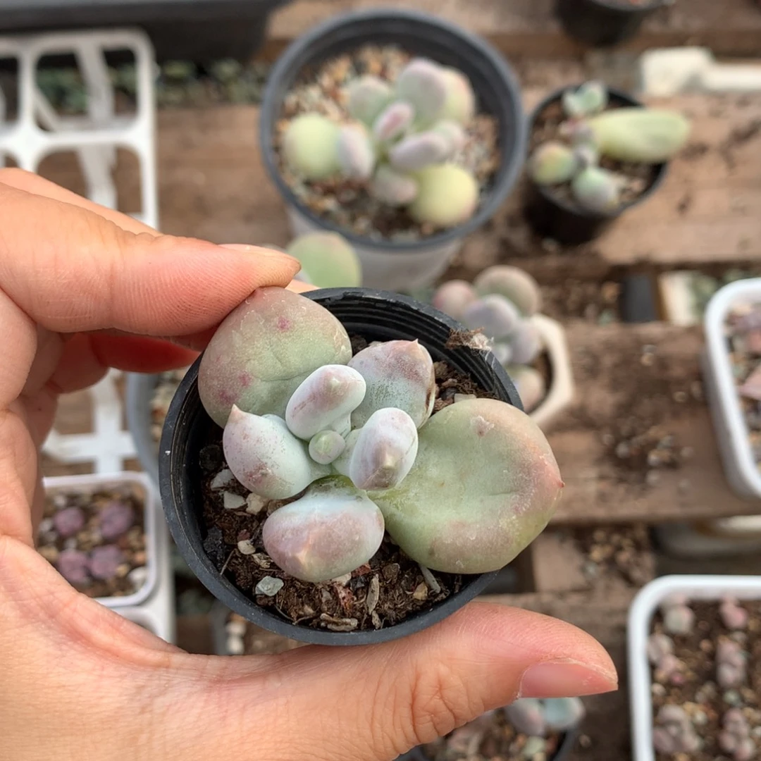 ****˗小屁桃奶酪多肉砍头
