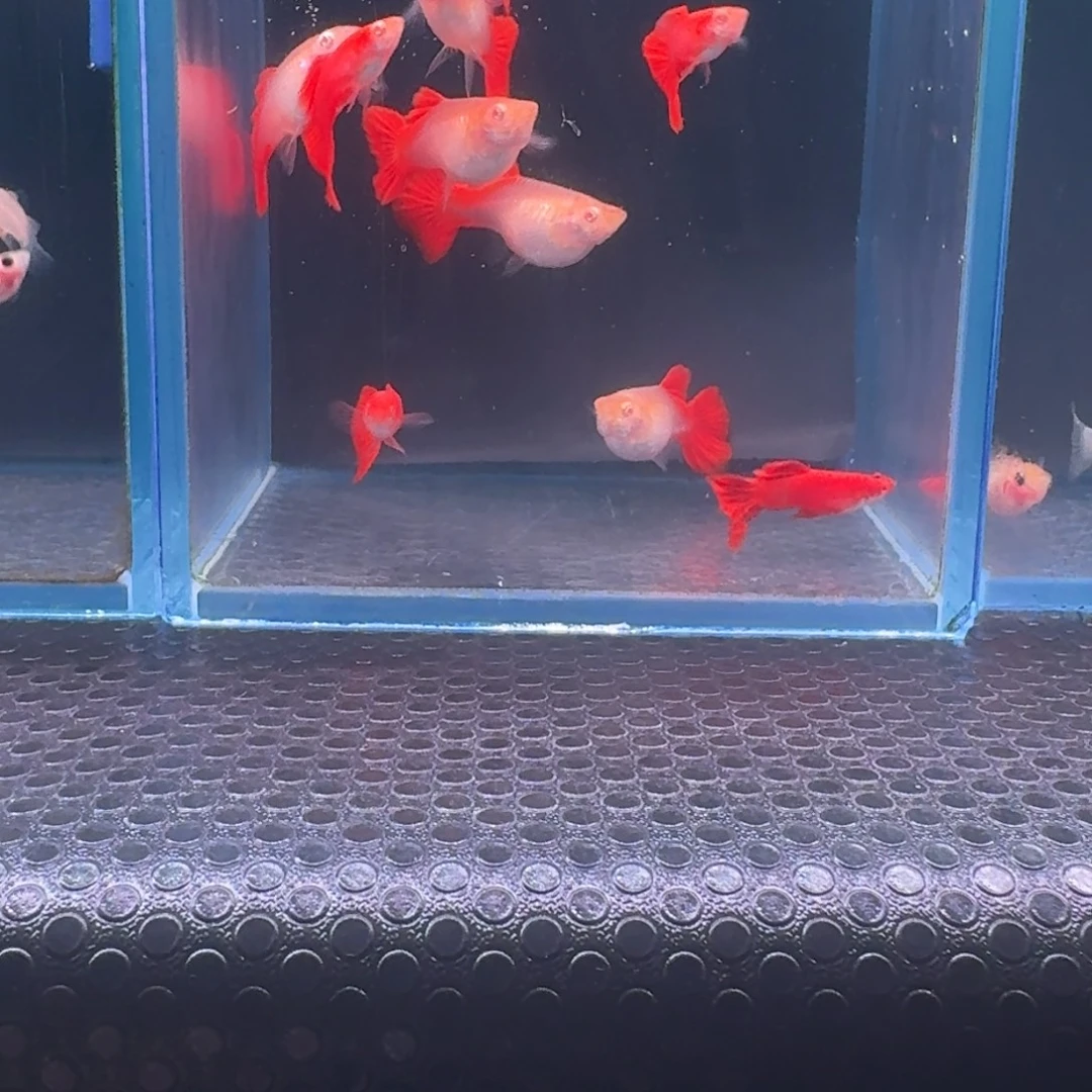 孔雀鱼清缸血红3对