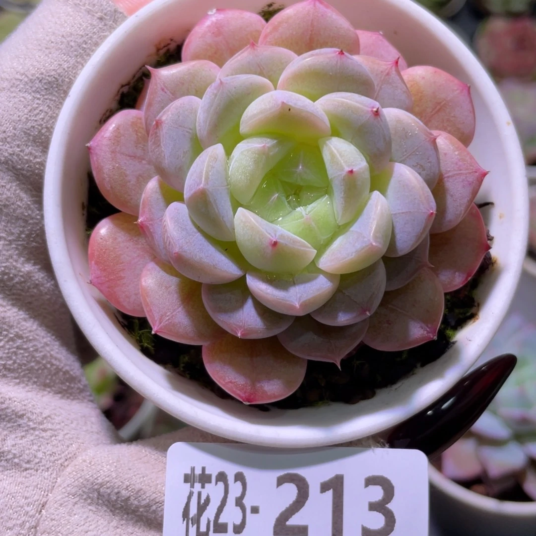 花利美23-213新品