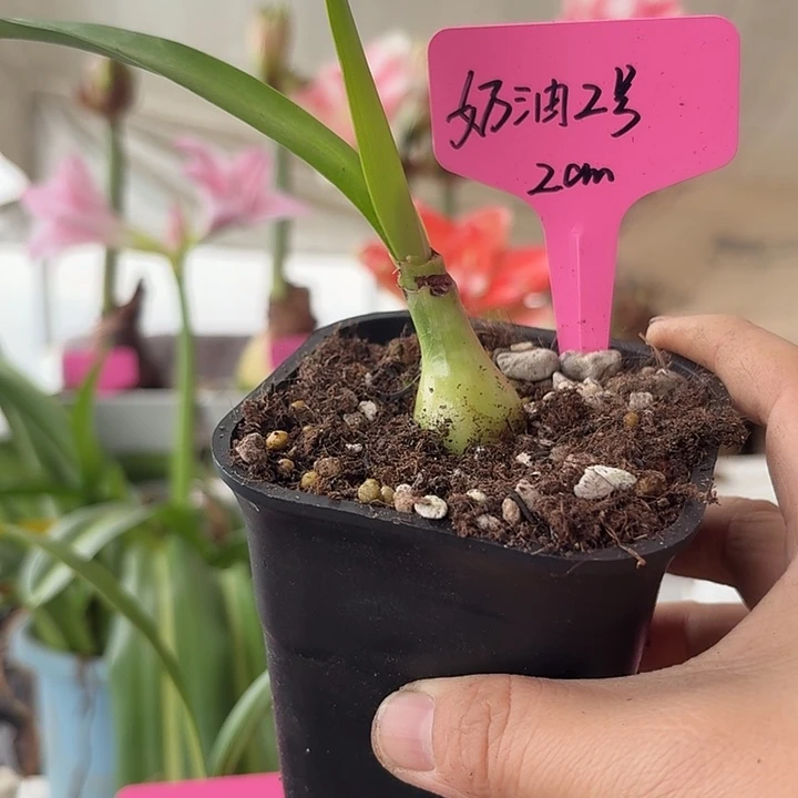无花朵奶油2号朱顶红直径2cm