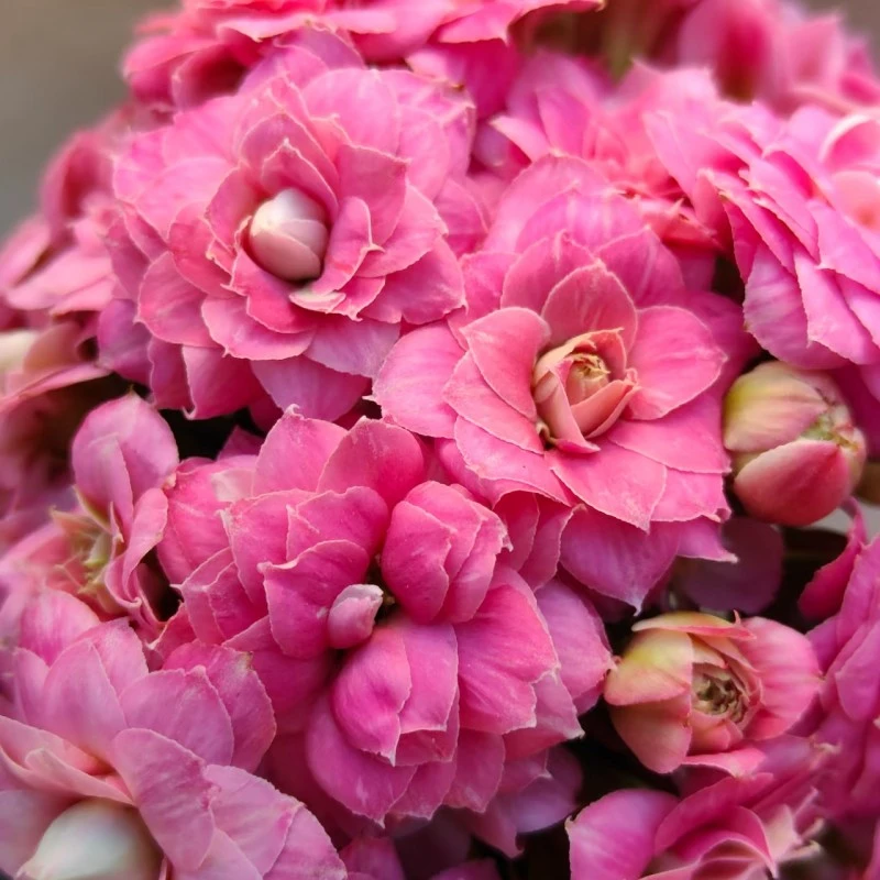 苹果花  长寿花 重瓣 带花苞 阳台花卉110盆