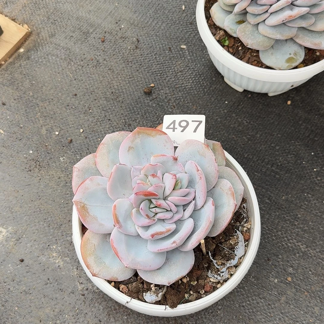 @***朱497售后范围签收起7天内