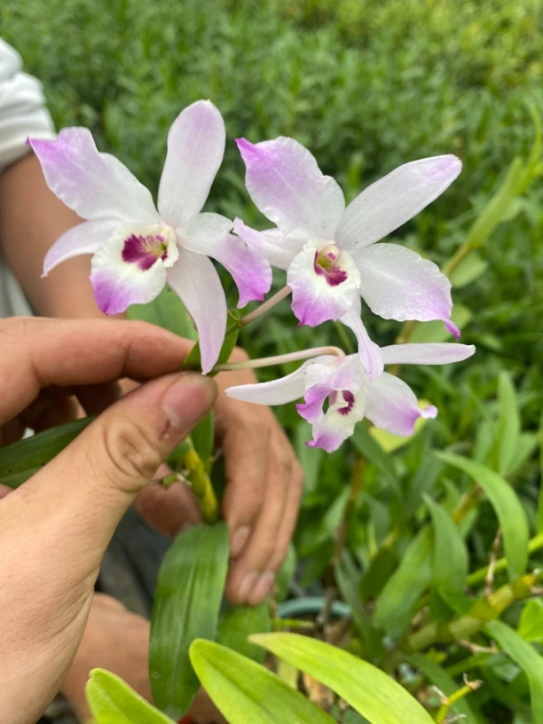 大卫之城石斛易养活爆花品种石斛兰兰花秋石斛曼陀罗