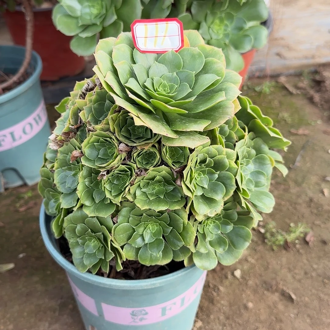 多肉植物金秋111号