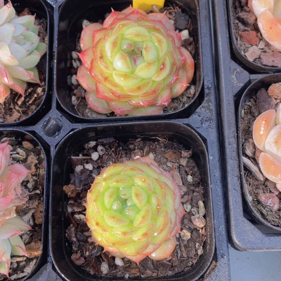 1289号 珍妮绿菩提单头一个