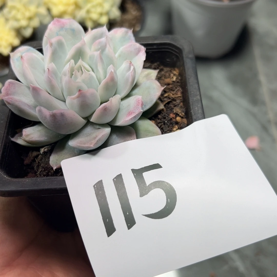 s***y115、单独发风风光光哥哥