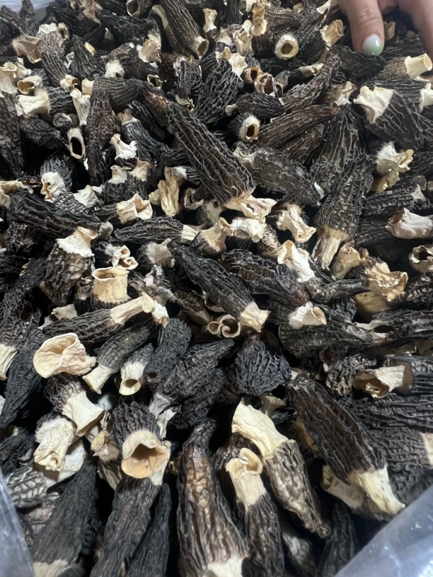 六妹羊肚菌（统货）0522