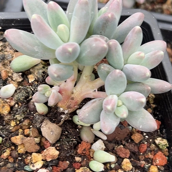 欧若拉美人一物一拍