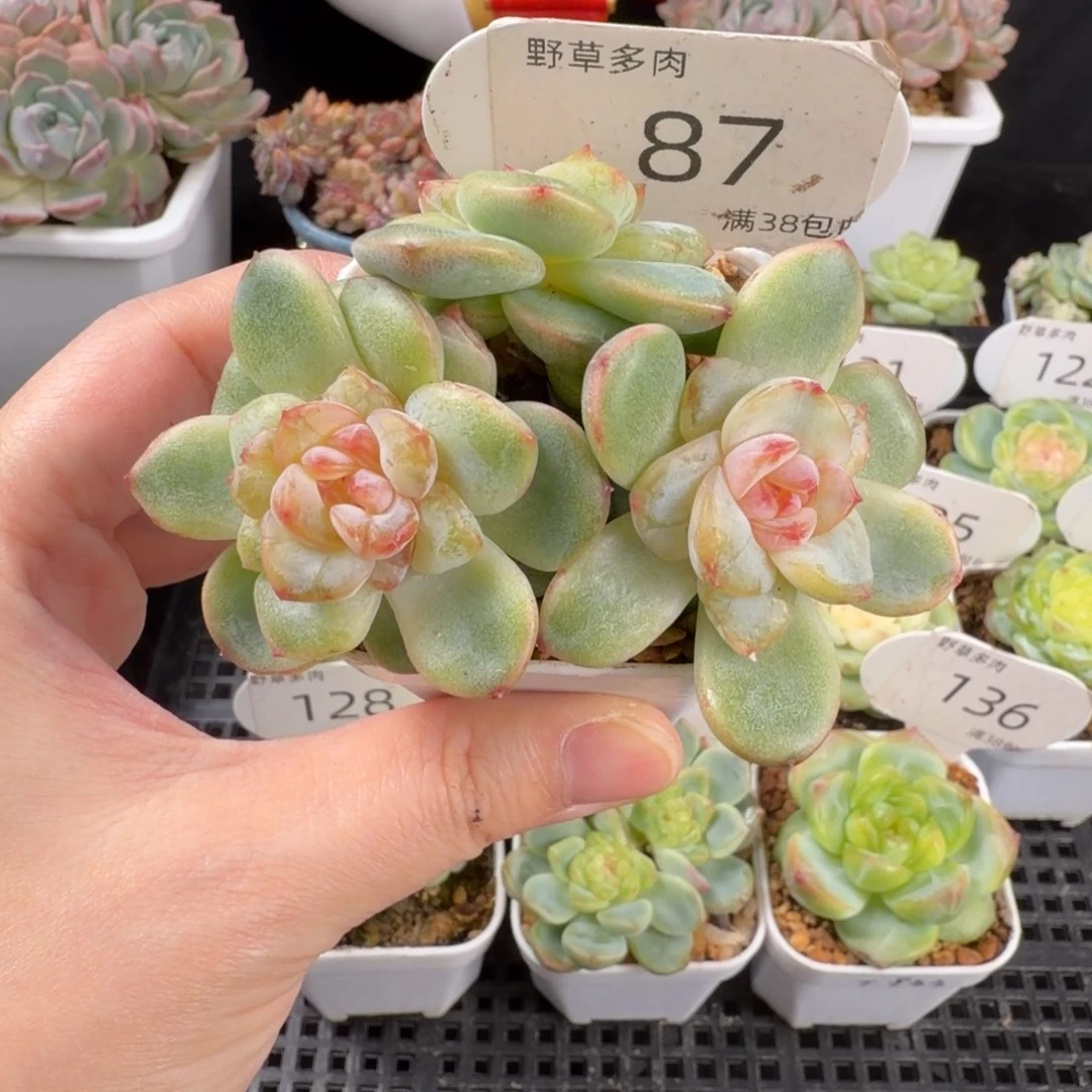 糖心三头群87号一颗