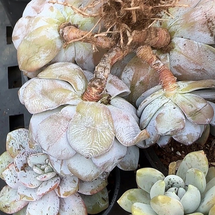 红***豆青蛙王子儿童牙膏套装11