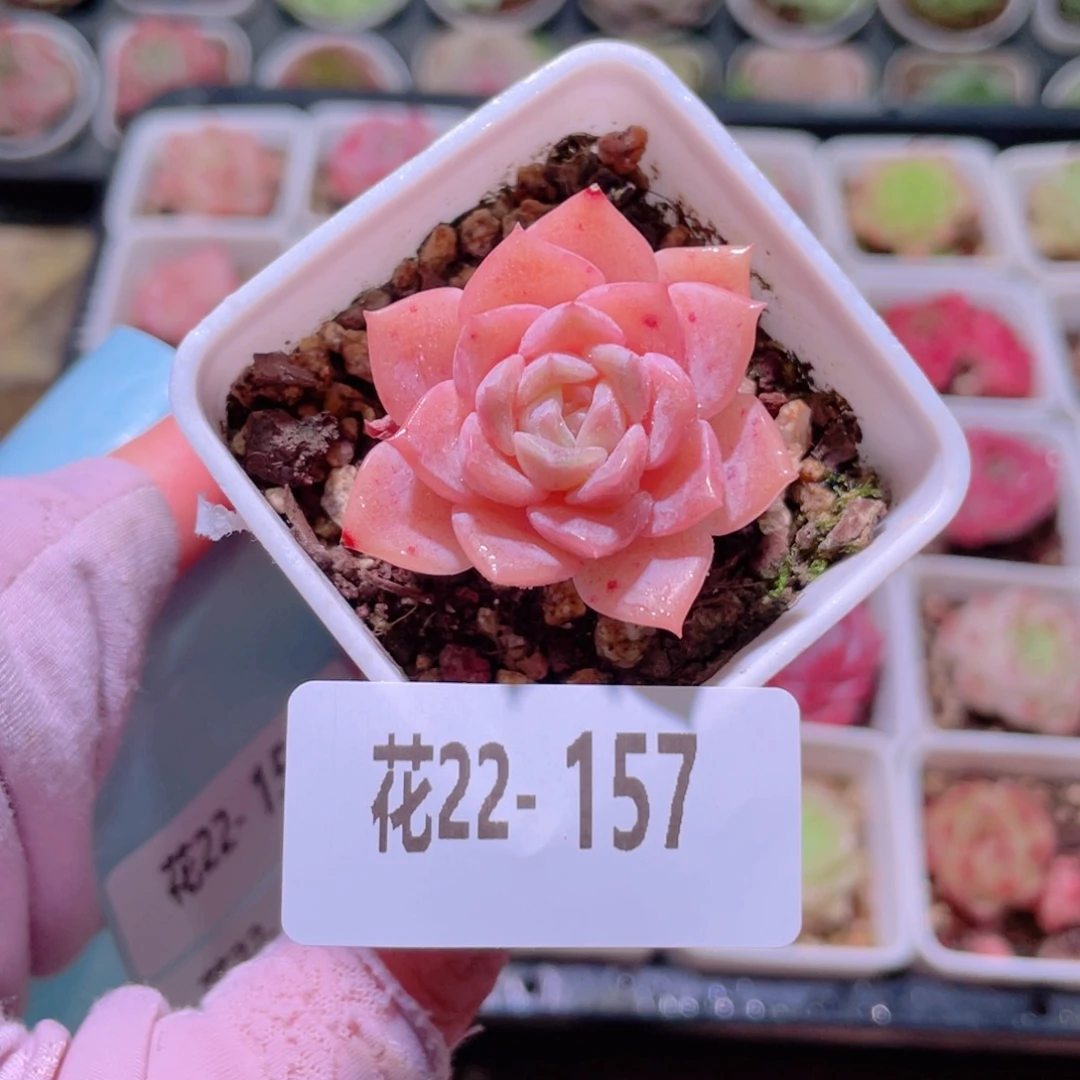 花利美22-157新品