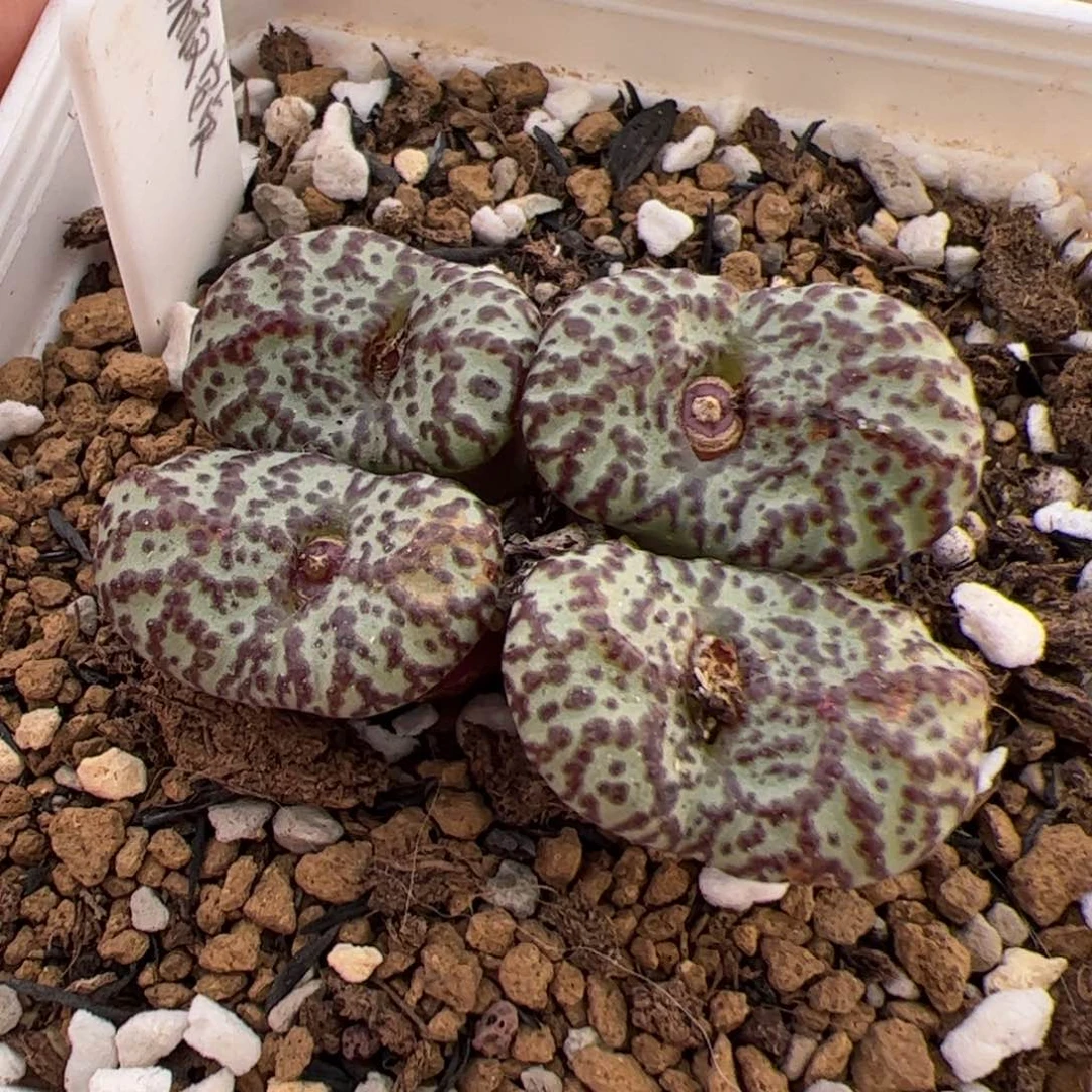 044号红椒安贞 多肉植物