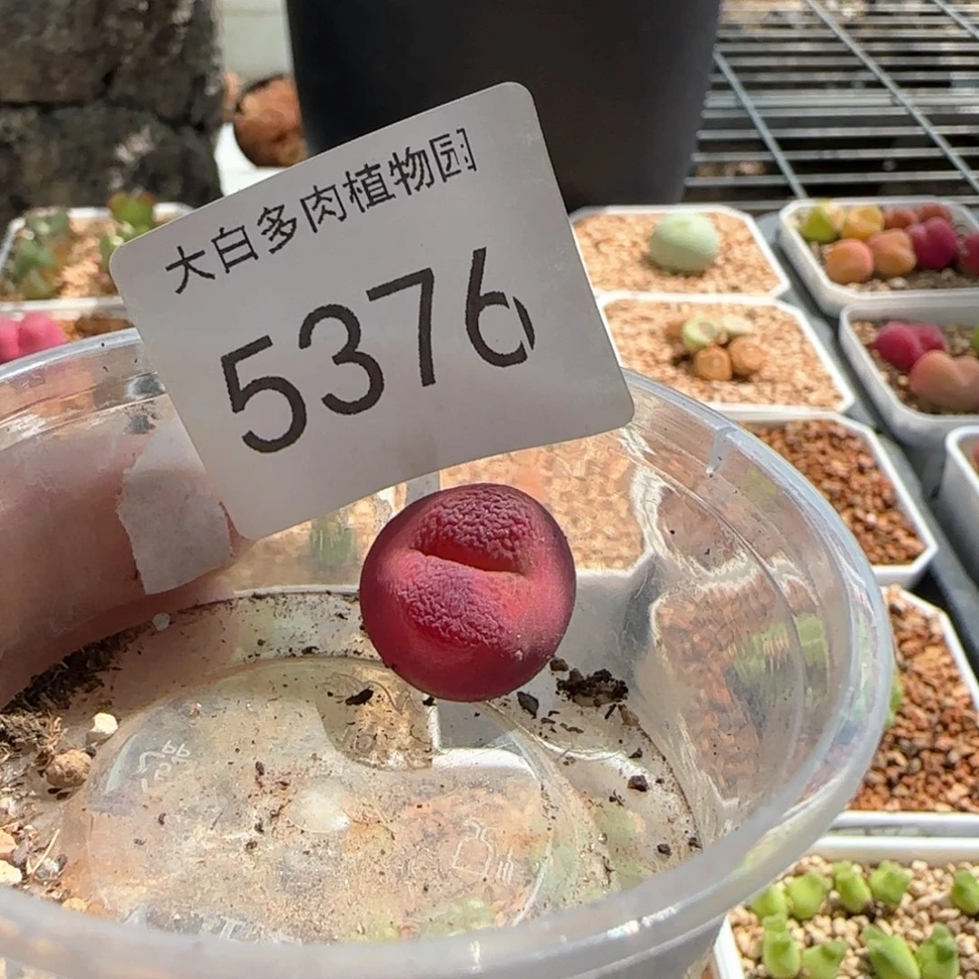 吃**车5376 大白多肉植物园