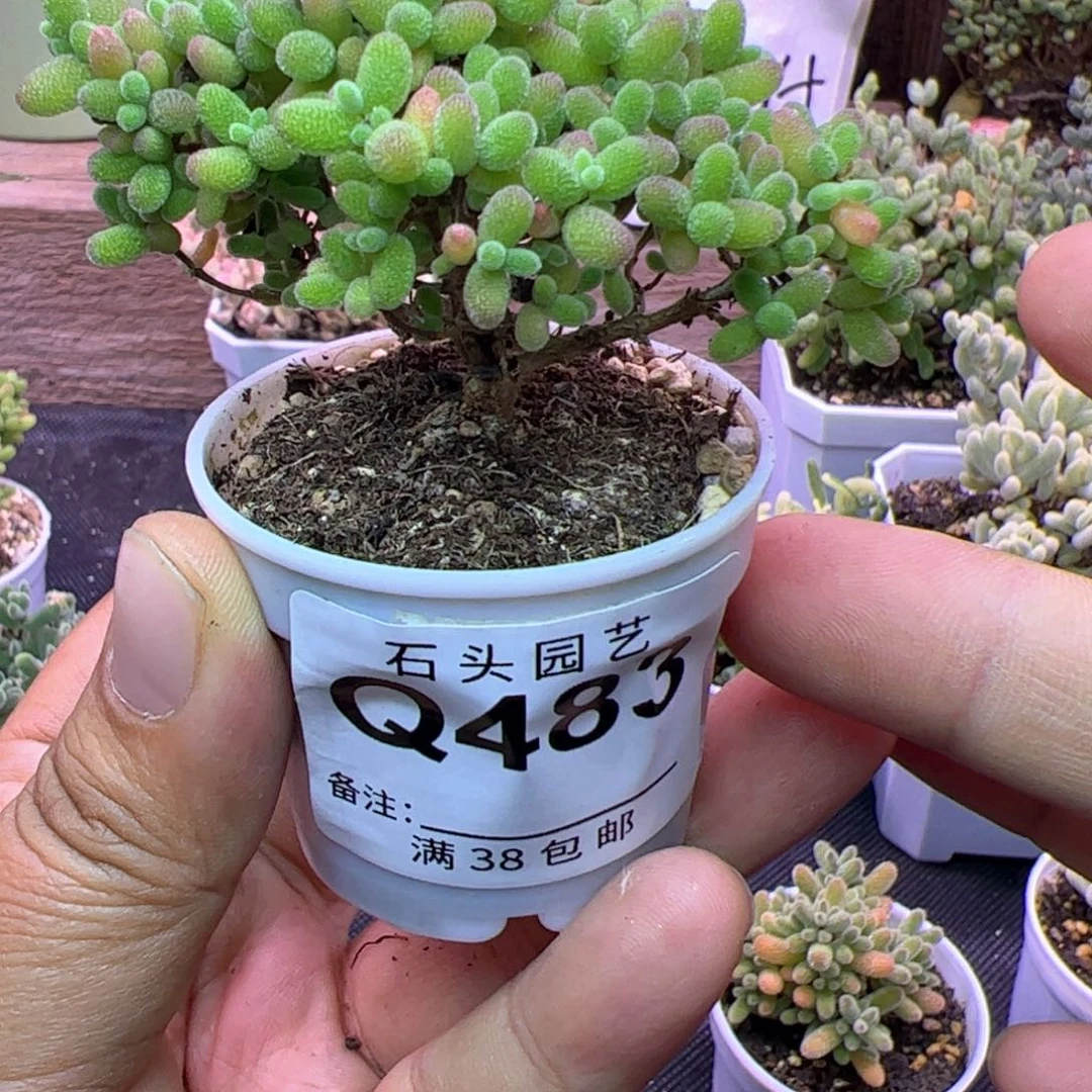 多肉植物枝干蜜橘