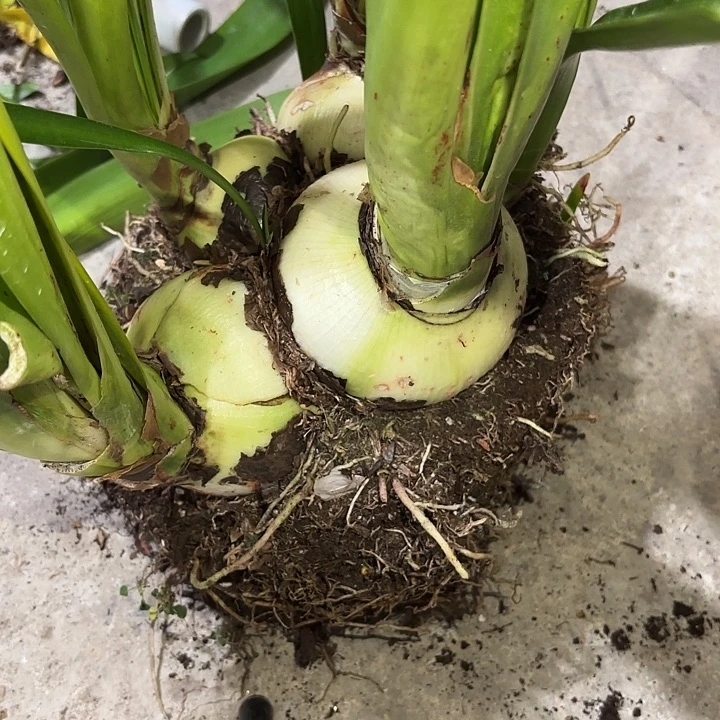 无花朵北方姑娘大坨主球11+10+9+9+8