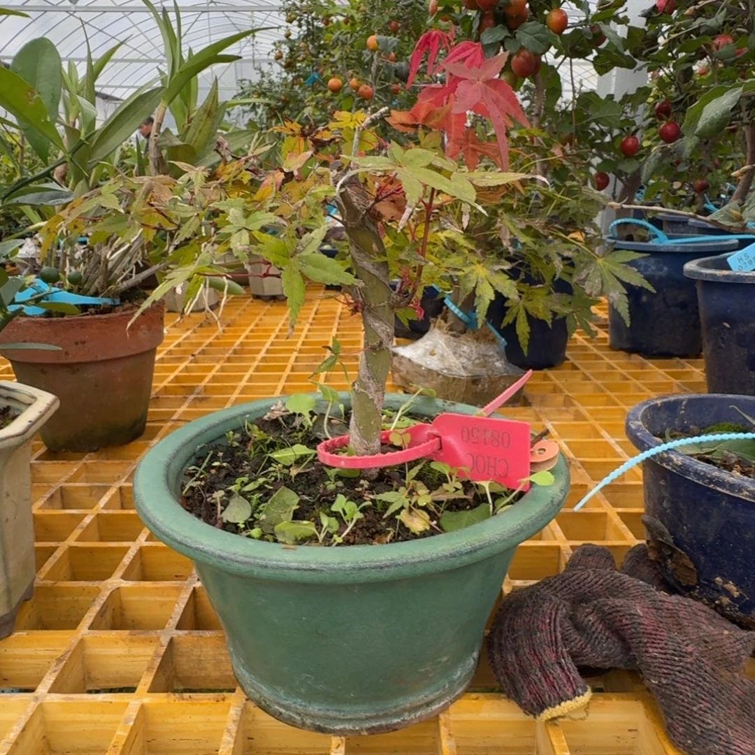 J***y无花朵顺丰到付不包邮