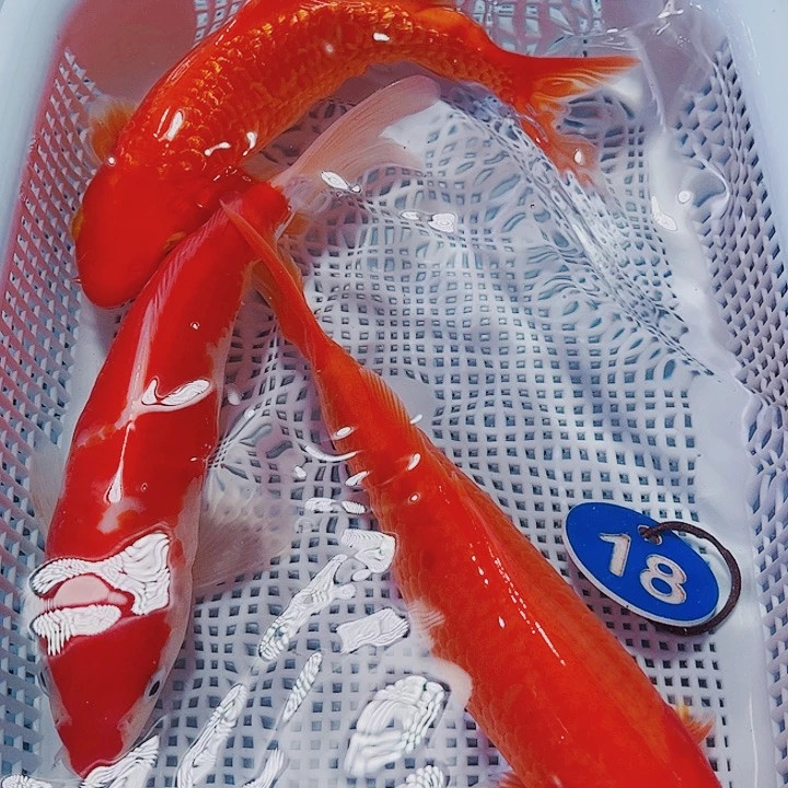 海水鱼锦鲤观赏鱼18