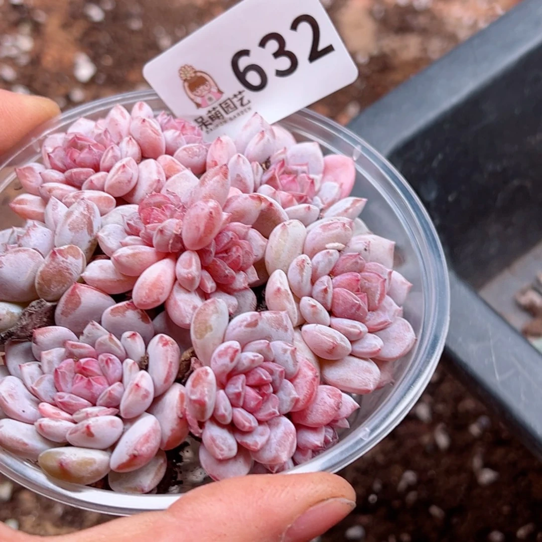 多肉植物多肉植物