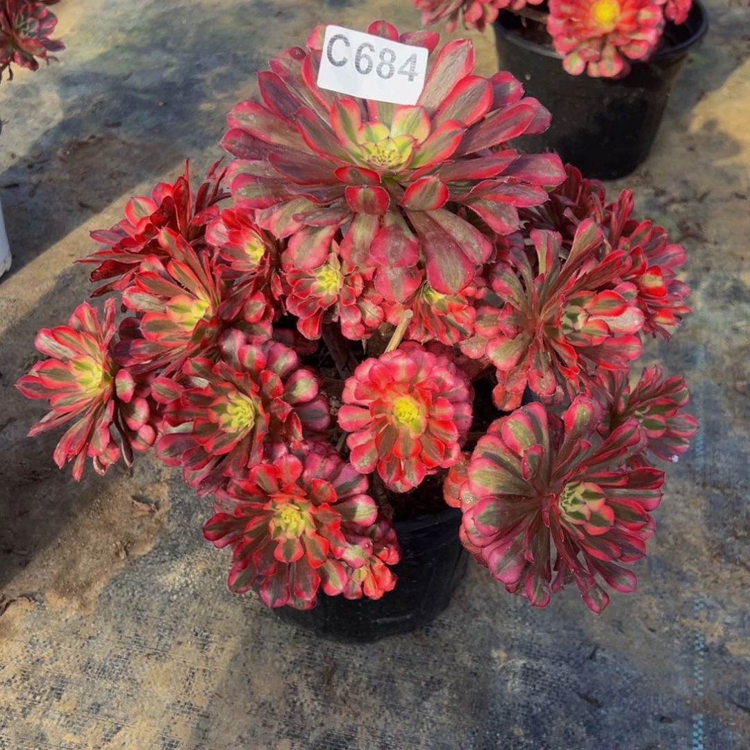 马***侠无花朵红铜超白684