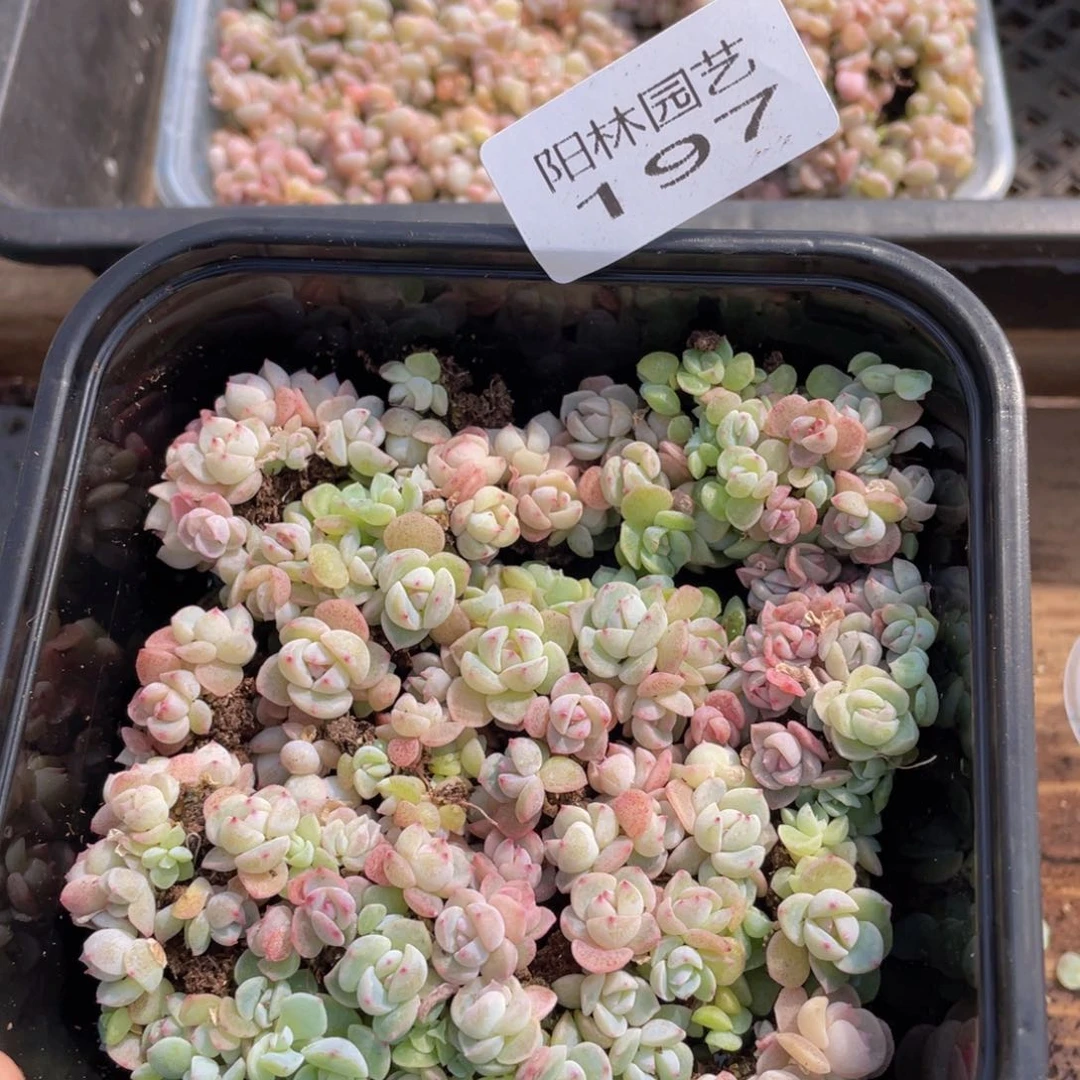 多肉植物多肉植物197