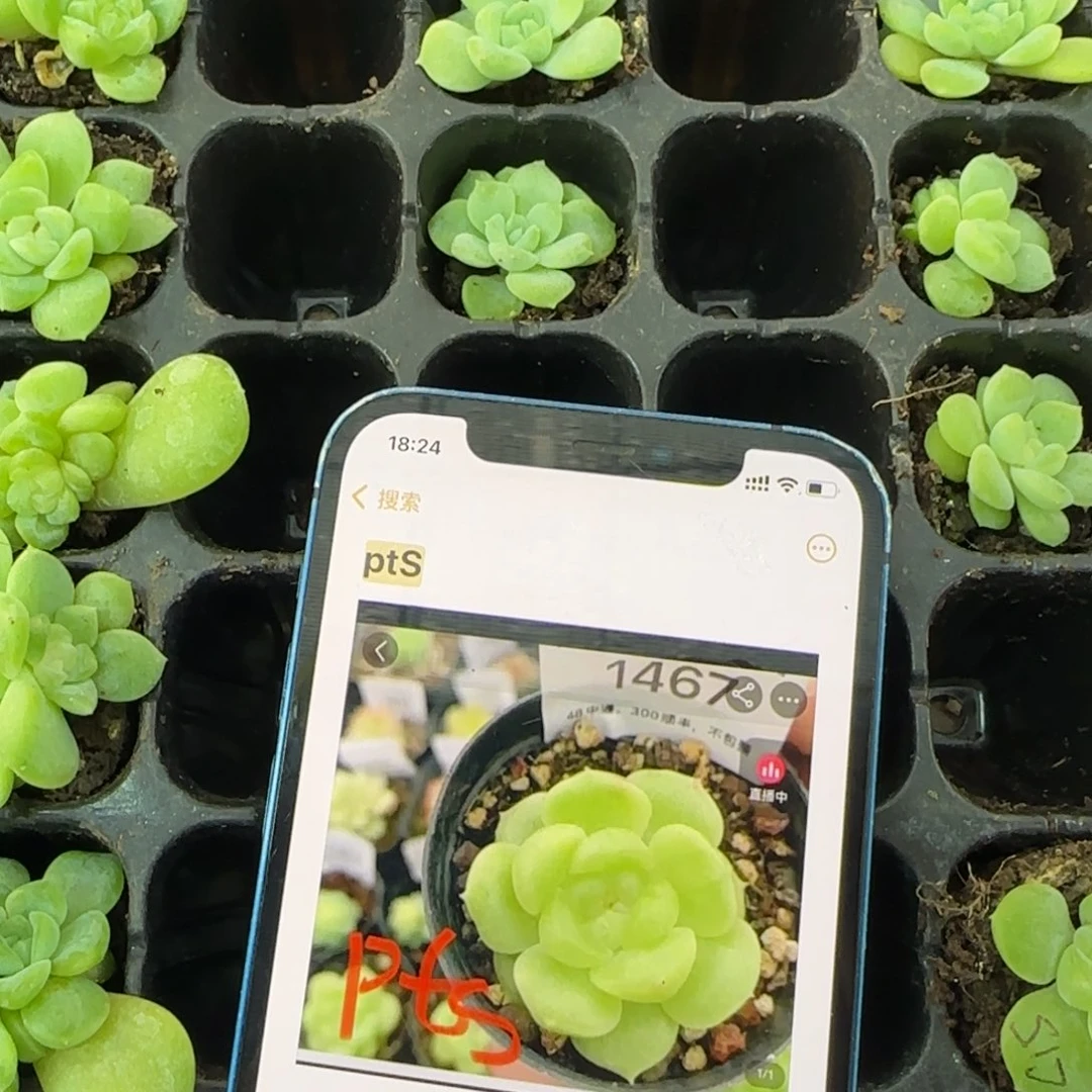 PTS财富  穴盘苗 满20包邮