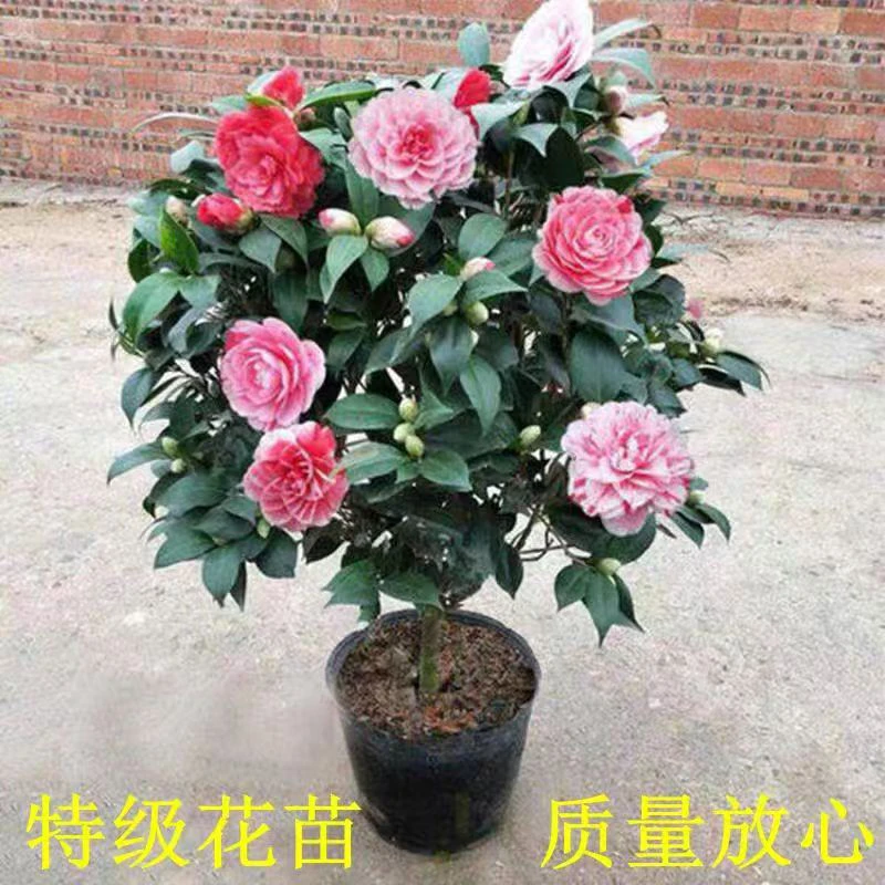 （70-80厘米高）五色赤丹茶花盆栽地栽带花苞发货南方北方