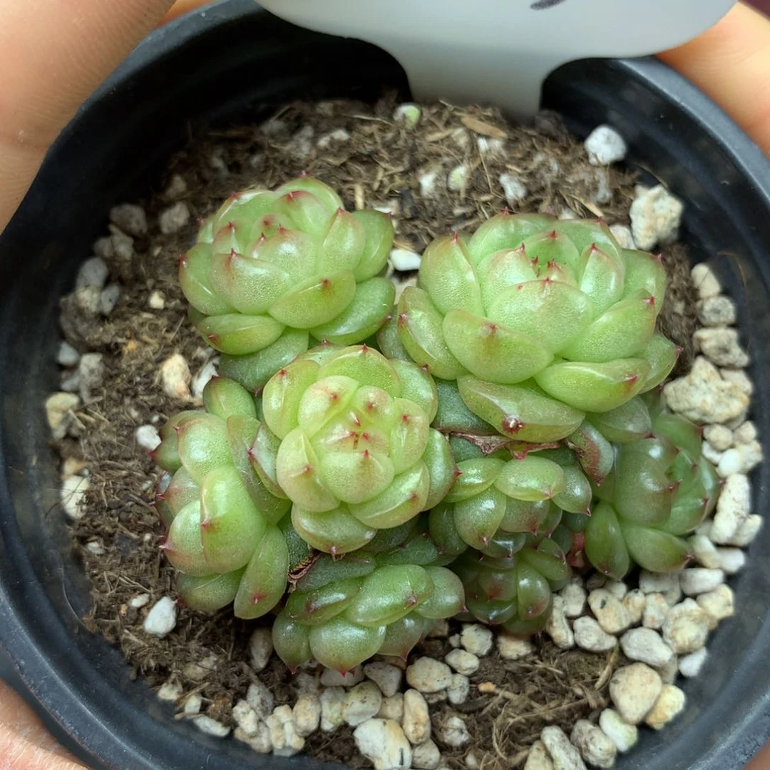 灯泡珍妮无砍8头群4313