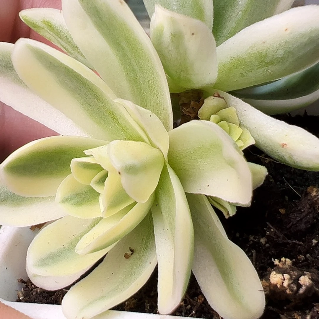 山地玫瑰锦春晓962号