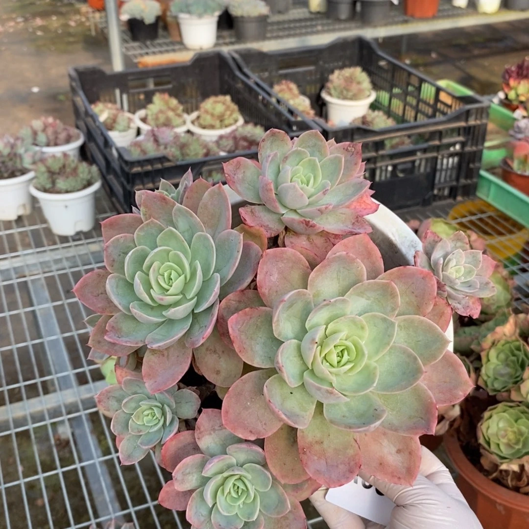 058丝绸面纱一物一拍