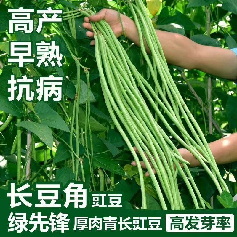 【全店5包包邮】特长绿先锋豆角种子大全新品种豇豆早熟高产春秋四