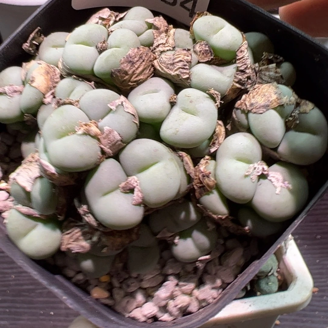 多肉植物111111111111