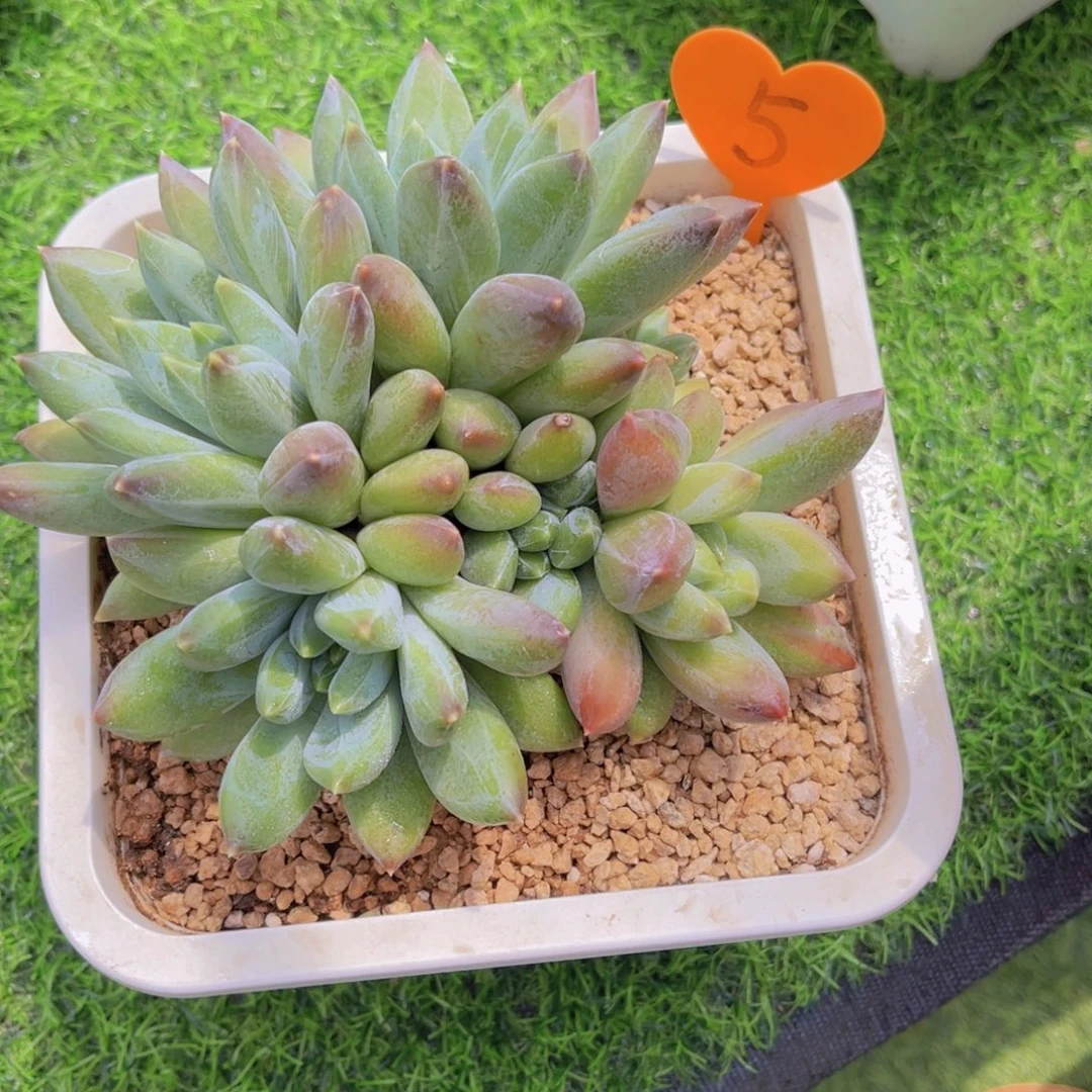 嗳***嗳5号多肉植物一物一拍